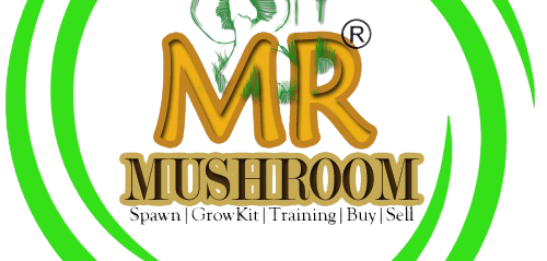 Mr Mushroom